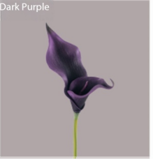 violet foncé