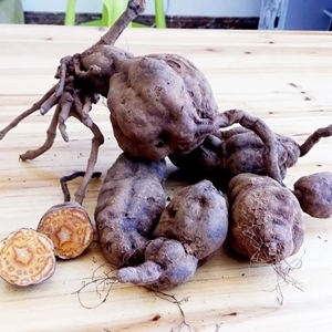 Aceite Esencial Premium de Polygonum Multiflorum con Alto Contenido de Fosfolípidos y Stilbenos para la Vitalidad del Folículo Capilar y Antienvejecimiento, Extracto de Raíz a Granel - Product Image 4