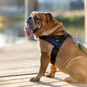 Schwarzes Hunde geschirr halsband und Leinen-Set Verstellbare atmungsaktive weiche Materialien mit individuellem Patch und reflektieren den Nähten - Product Image 2