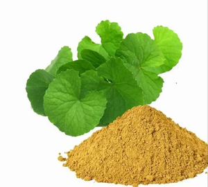 Extracto Seco de Bacopa 20% 50% HPLC USP en Polvo, Extracto Natural Botánico Herbal, Cultivo Silvestre, Suplemento de Grado Alimenticio - Product Image 2
