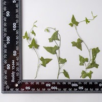 Feuilles de volubilis pressées avec tiges MNR2215, spécimens de plantes séchées, DIY pour coques de téléphone, art et marque-pages