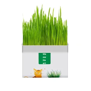 Venta al por mayor de hierba para gatos, caja hidropónica de plástico, <span class=keywords><strong>semillas</strong></span> de trigo, plantas en maceta, removedor de bolas de pelo, hierba gatera, aperitivos ecológicos - Product Image 5