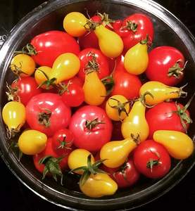 Offerta Speciale: Assortimento di 8 Varietà di Pomodori per Giardino, Casa, Conserve, Cucina e Consumo Fresco - Product Image 6