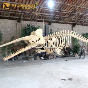 R J10 Animal skeleton whale for Sale