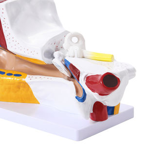 Modèle d'anatomie de l'oreille médicale 3x Structure du système de l'oreille interne moyenne externe Modèle de structure de l'oreille externe humaine Recours de formation - Product Image 6