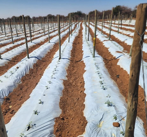 Film de paillage noir et blanc 30 microns 1,2x500m en LDPE, <span class=keywords><strong>barrière</strong></span> anti-mauvaises herbes pour serre de légumes - Product Image 1