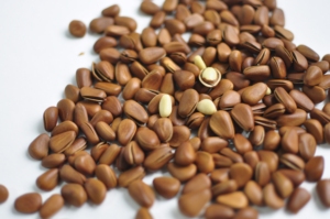 Tiêu chuẩn cao trong chất lượng Thời hạn sử dụng 24 tháng khỏe mạnh hạt thông giá rẻ Trung Quốc Hạt thông hạt 500g mỗi thùng - Product Image 4