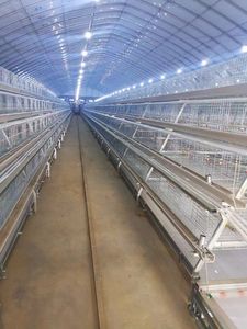 Jaulas para gallinas ponedoras, gallinas ponedoras con batería automática, proveedor de equipos - Product Image 6