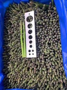 Espárragos Verdes Congelados al Vapor IQF, Tamaño Mediano, 8-12 mm, Certificación HACCP, para la Industria Hotelera y Suministros de Servicios de Alimentos a Granel - Product Image 3