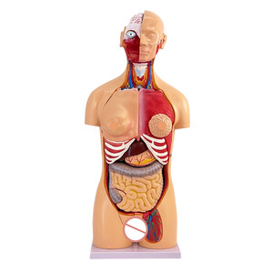Modello Anatomico di Torso Umano con Organi Staccabili, Avanzato in PVC, 85cm, Durevole per Dimostrazioni Anatomiche nelle Scuole di Medicina - Product Image 1