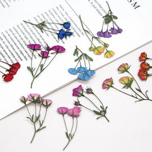 Fleurs <span class=keywords><strong>de</strong></span> <span class=keywords><strong>gypsophile</strong></span> séchées (haleine <span class=keywords><strong>de</strong></span> bébé) pour l'art <span class=keywords><strong>de</strong></span> la résine Fleurs et feuilles séchées pressées pour le bricolage Signets Cadres Fabrication <span class=keywords><strong>de</strong></span> bijoux - Product Image 3