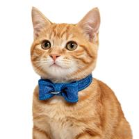 Colliers pour chats en cuir véritable de luxe, accessoires pour animaux de compagnie avec nœud papillon, en stock, haute qualité, articles pour animaux de compagnie haut de gamme avec logo
