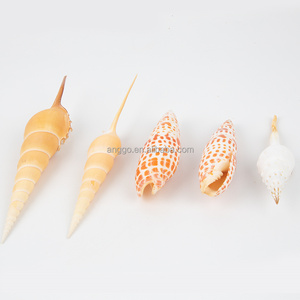 Ornement <span class=keywords><strong>Petit</strong></span> Artisanat Décorations pour la maison <span class=keywords><strong>Escargots</strong></span> naturels à long nez Vente en gros Coquilles de conque - Product Image 6
