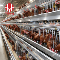 Cage à poules pondeuses galvanisée à chaud RTL avec alimentation automatique, nettoyage du fumier, antirouille, type A, pour poulailler