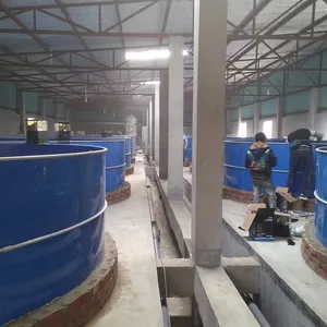Guangzhou moderno commerciale singapore ras indoor tilapia trota allevamento ittico attrezzature per l'incubazione RAS