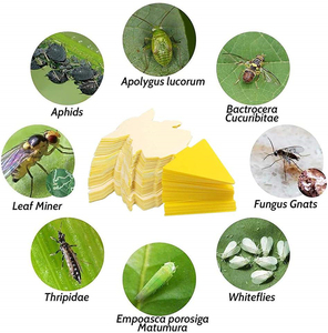 Trampas Adhesivas para Moscas de Doble Cara OEM/ODM, Atrapa Insectos Impermeable con Forma Especial para Uso en Exteriores, Control de Plagas de Mosquitos y Escarabajos - Product Image 5