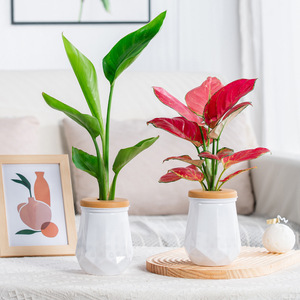 Vaso per Fiori Idroponico Moderno <span class=keywords><strong>in</strong></span> Plastica Trasparente Meixuan, Durevole, Sostenibile, Creativo, Piccolo Vaso per Coltivazione <span class=keywords><strong>in</strong></span> Acqua, Giardino Verde - Product Image 3