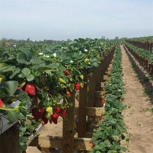 Sistema de canalones NFT de plástico para macetas de verduras y fresas - Product Image 4