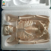 Modèle de squelette humain complet de 85 cm pour l'enseignement et l'apprentissage de l'anatomie, affichage en classe, formation médicale