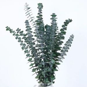 Feuilles d'<span class=keywords><strong>eucalyptus</strong></span> naturelles préservées, feuilles séchées, toucher réel, pour la décoration de bouquets de mariage et de fête DIY - Product Image 1