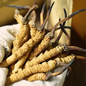 Toptan kurutulmuş ipek Cordyceps Militaris Dong chong xia cao wlid codyceps sinensis