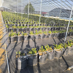 HOKBG-Maceta <span class=keywords><strong>de</strong></span> cultivo <span class=keywords><strong>de</strong></span> arándanos transpirables para plantas y verduras, <span class=keywords><strong>macetas</strong></span> hidropónicas para cultivo <span class=keywords><strong>de</strong></span> arándanos, bolsas <span class=keywords><strong>de</strong></span> plástico para invernadero - Product Image 3