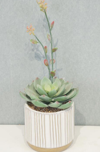 Artificiale piccolo <span class=keywords><strong>cactus</strong></span> in vaso con Diverse forme di arredamento realistico per l'home Office soggiorno arredamento Desktop - Product Image 5