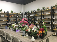 Vente en gros de grands pots de plantes décoratifs en plastique de forme ronde pour le jardin extérieur Utilisation de sol épaissi pour les centres commerciaux bonsaï