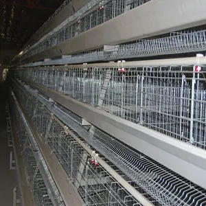 Dijual Ayam Lapisan Telur Sangkar Burung Bekas