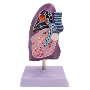 Modelo de pulmón patológico para fines de enseñanza médica - Product Image 1