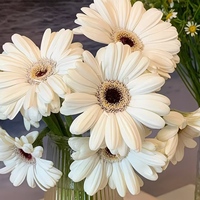 Bunga Gerbera Putih Kelas A Potongan Segar Batang Panjang Grosir Asal Yunnan untuk Buket Pernikahan Dekorasi Acara