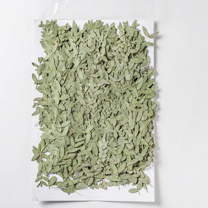 Feuilles d'<span class=keywords><strong>eucalyptus</strong></span> et d'<span class=keywords><strong>eucalyptus</strong></span> naturelles, pièces, fournitures de fabrication de bijoux en résine, plante naturelle, vraie fleur pressé, écologique - Product Image 5