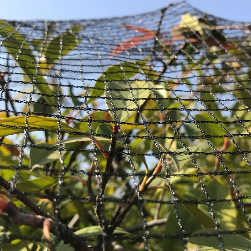 Rete di copertura agricola della rete di plastica della vigna della rete dell'uccello nera senza nodi resistente di vendita calda