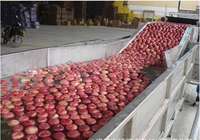 500 Kg/u Industriële Jam Kookpot Saus Productielijn Apparatuur Voor Tomatensaus Productielijn, Fruit Jam
