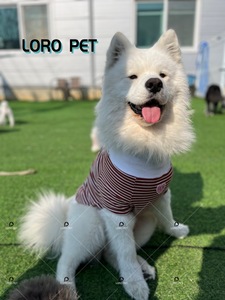 Diseñador de lujo XS y suéter de perro de lana pequeño estampado personalizado patrón sólido Valen para Otoño y verano hecho de algodón - Product Image 3