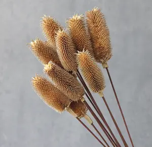 Fleur préservée <span class=keywords><strong>Dipsacus</strong></span> sativus séchée naturelle noix de thé conservées <span class=keywords><strong>Dipsacus</strong></span> Sativus pour la décoration de la maison - Product Image 1