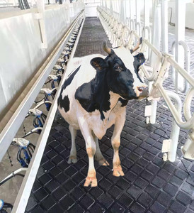 <span class=keywords><strong>Tapis</strong></span> de <span class=keywords><strong>sol</strong></span> pour chevaux et vaches laitières de 15 mm à 25 mm, feuilles de caoutchouc durables pour l'écurie et le <span class=keywords><strong>sol</strong></span> du hangar - Product Image 5