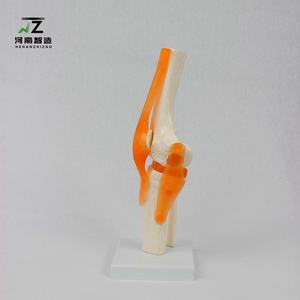 Modelo de Función de Articulación de Rodilla Humana, Modelo de Articulación Esquelética Humana - Product Image 2