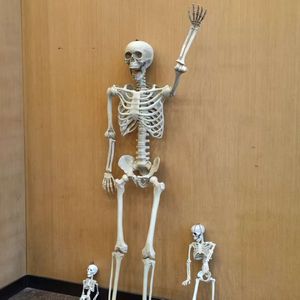 Esqueleto Humano de 153 cm para Casa Embrujada, Tamaño Real, Articulaciones Ajustables, Accesorios para Adultos, Decoraciones de Halloween - Product Image 1