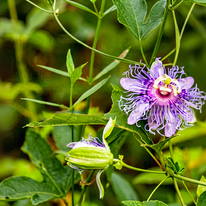 Extracto de Flor de la Pasión Natural en Polvo, 0.99% Apigenina, Grado Alimenticio, Suplemento Herbal para Bienestar y Aplicaciones Botánicas - Product Image 1