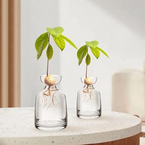 <span class=keywords><strong>Vase</strong></span> à fleurs d'<span class=keywords><strong>avocat</strong></span> en verre moderne et kit de culture avec plante de gland pour décoration intérieure de bureau à la maison - Product Image 4