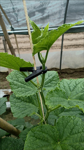 Clip de suspension à ressort en plastique pour soutien des concombres, outil de croissance verticale des vigne, clips de fixation des feuilles pour plantes grimpantes - Product Image 3