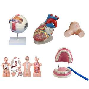 Modèle anatomique 3D complet de cœur humain, œil et dent, <span class=keywords><strong>Gamme</strong></span> Biologie de la Peau, Équipement de laboratoire de biologie - Product Image 1