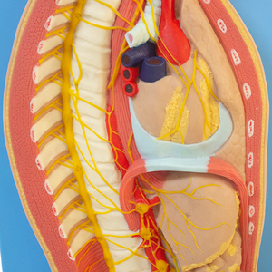 Mô hình cứu trợ hệ thống thần kinh tự trị của con người cho giảng dạy khoa học y tế tập trung vào hệ thống thần kinh giao cảm - Product Image 6