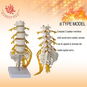 Modelo Lumbar 5 piezas 6 vértebras hueso FRT036 raíz nerviosa y lado derecho nervio sacro rama ciática herramienta <span class=keywords><strong>de</strong></span> enseñanza - Product Image 6