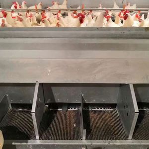 Collecte automatique d'oeufs nichoir de poulet pour l'élevage de volailles Roll Away Lay-Away Hens Layerscoop Pick Roll Away Eggs Nouveau - Product Image 6