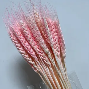 Factory direct sale decoration flower dried flowers wheat high quality long-term dry barely wheat home decoration