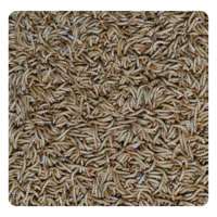 Nourriture pour animaux de compagnie de haute qualité à 100%, nourriture riche en protéines pour animaux, farine de vers de farine séchés pour reptiles, poulets, oiseaux