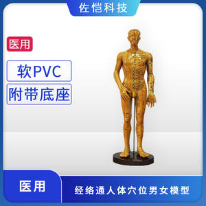 Modelo de meridianos de acupuntura masculino y femenino, color cobre, 50 cm, 48 cm, herramienta educativa médica - Product Image 5