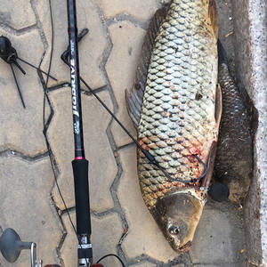 Canne à pêche en fibre de carbone XXH automatique de 2,7 m, 3 m, 3,3 m, 4,2 m pour la pêche au poisson-queue et au <span class=keywords><strong>morue</strong></span> en <span class=keywords><strong>bateau</strong></span> - Product Image 5